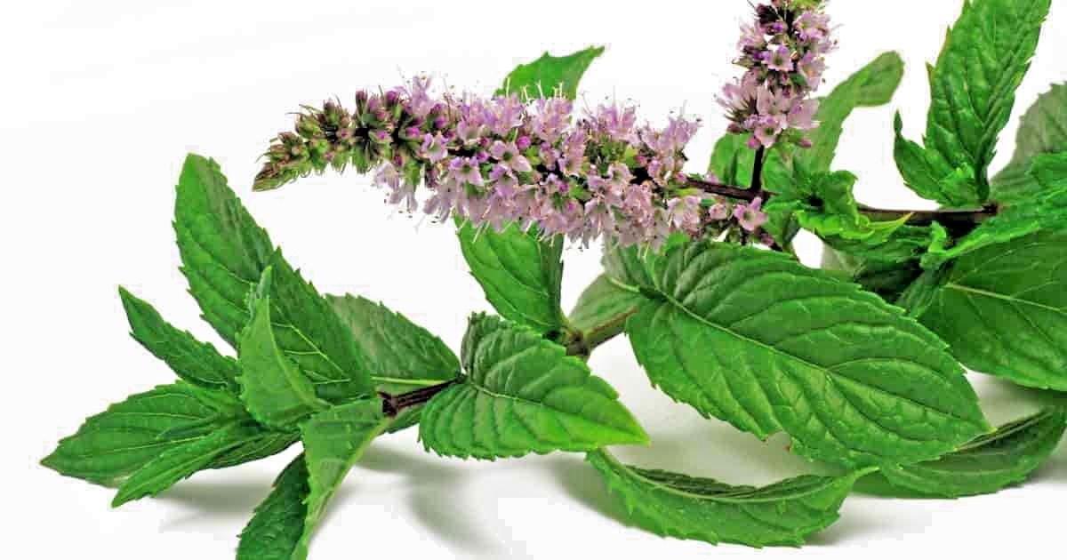 300+PEPPERMINT Seeds Teas Culinary Medicinal Organic Container Shade Garden Herb