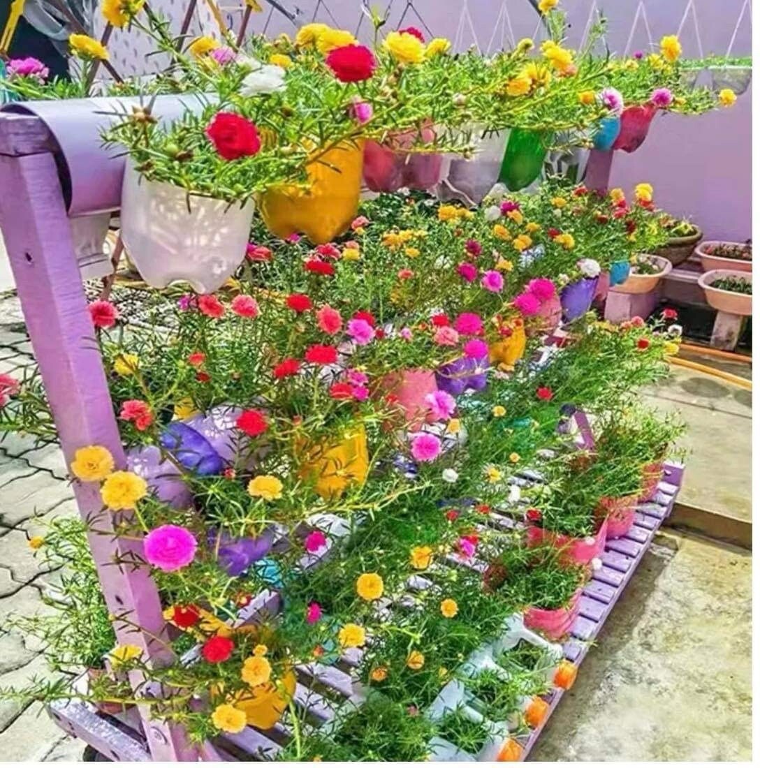 1000+ Seeds MIXED MOSS ROSE PORTULACA GRANDIFLORA MIX -Buy2Get1Free(add2incart)