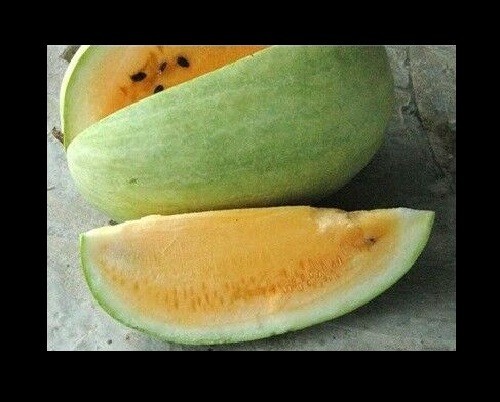 Missouri Heirloom Yellow Flesh 7 Seeds Rare Watermelon Heirloom good shelf life