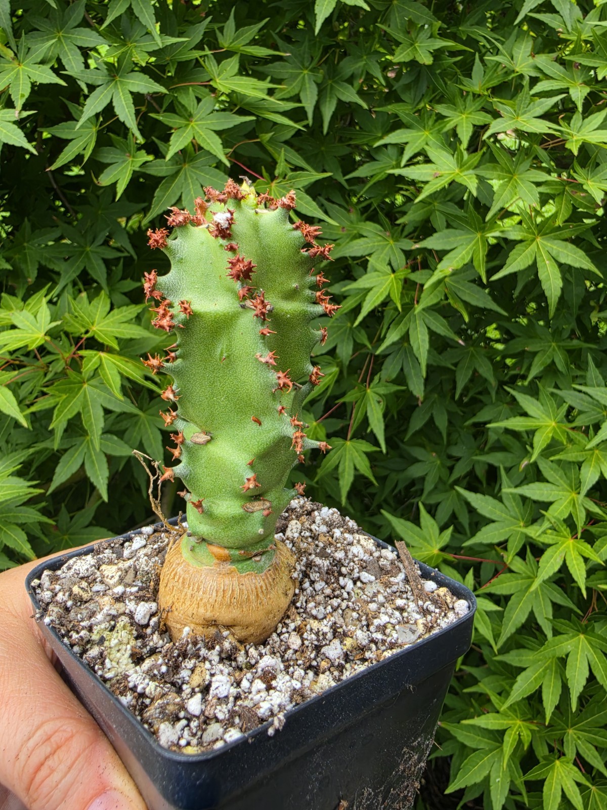 Monadenium Spectabile Rare Caudex Live Succulent Plant