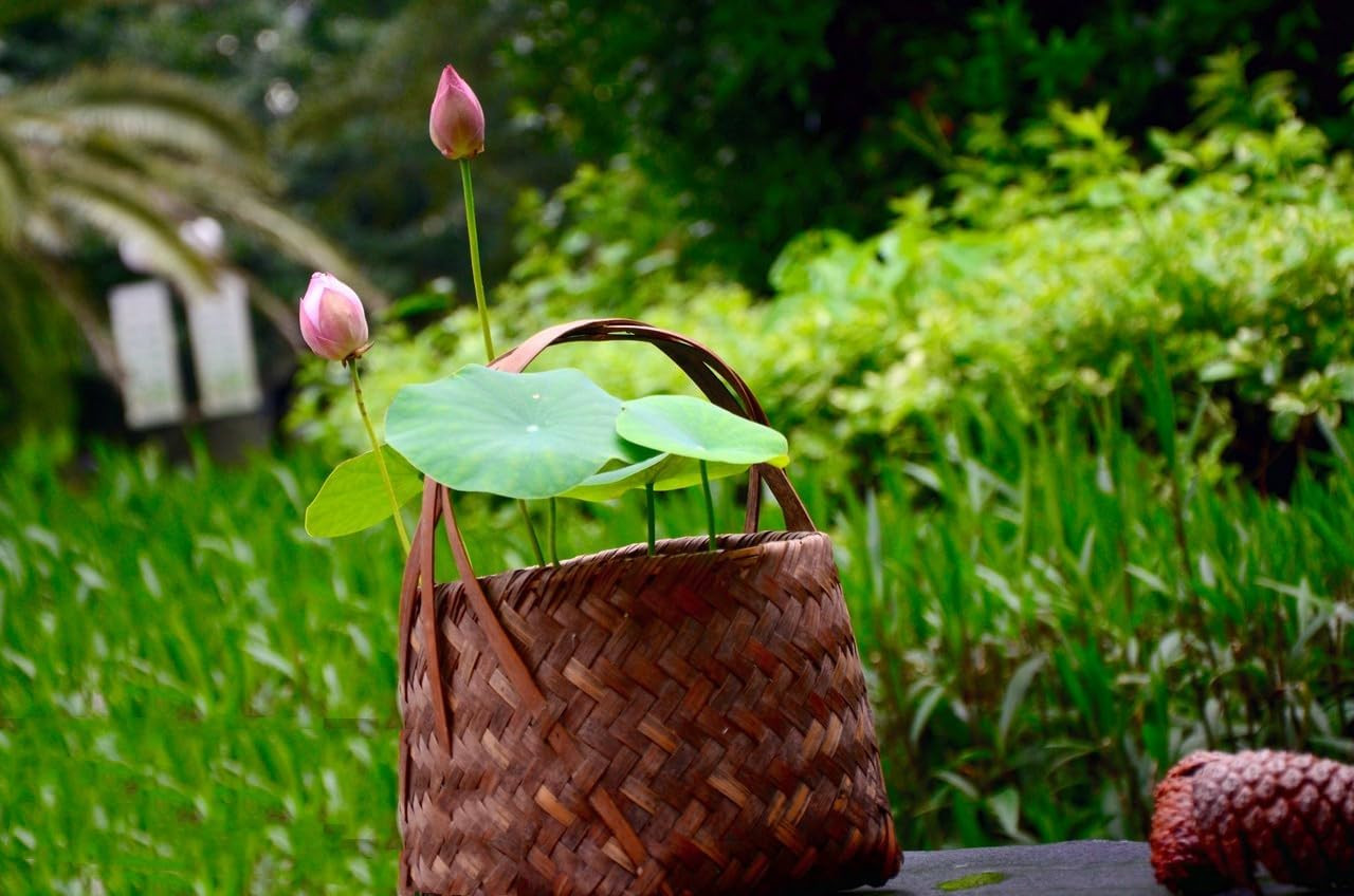 120Pcs Lotus Seeds for Planting in Water – Mixed Bowl Lotus Flower, Water Lily