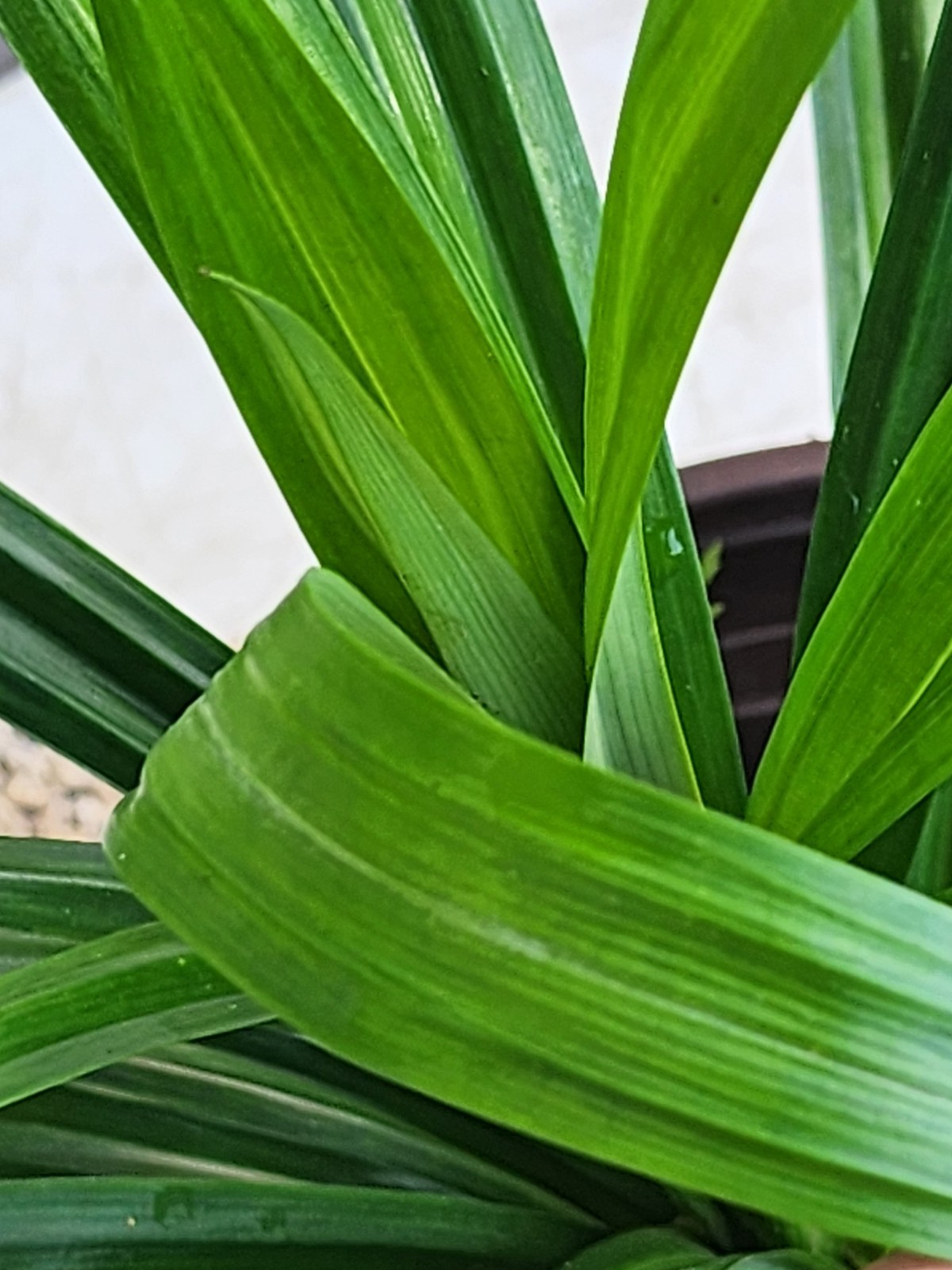 1 Live Pandan Leaf tree With Roots 15-17 Inches (lá Dứa – Planta de Pandan).