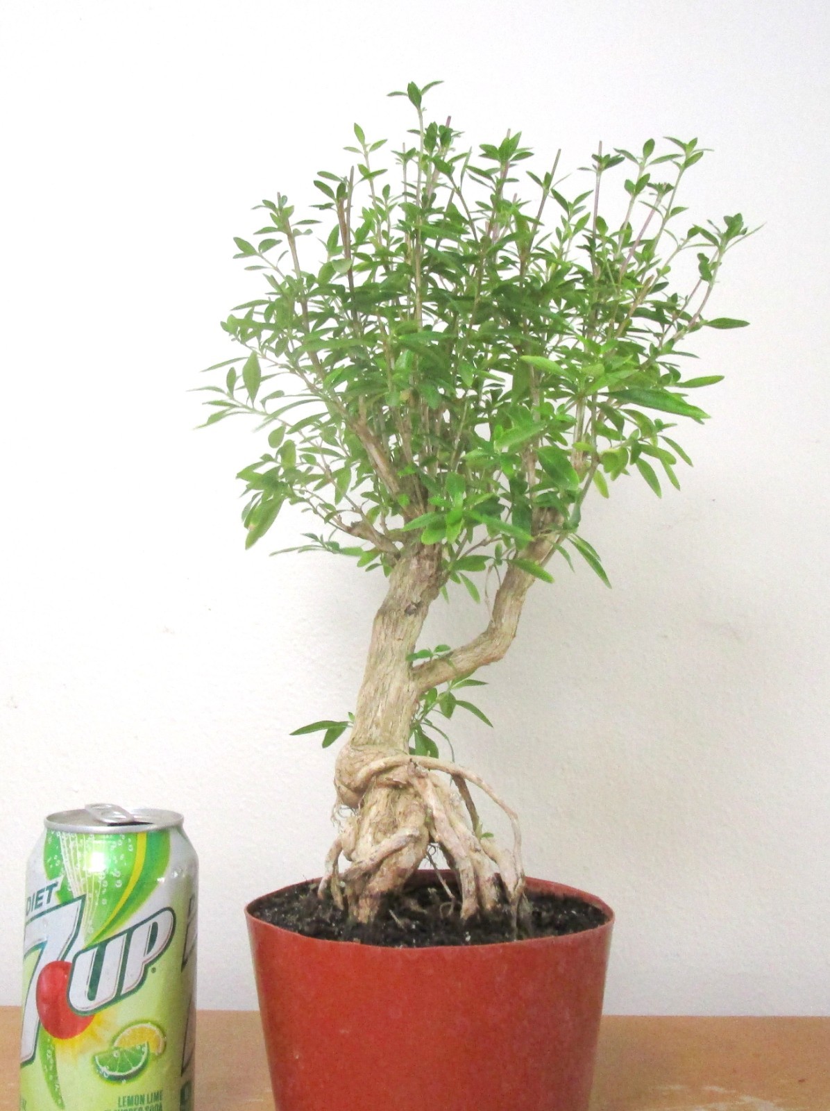 Flowering Serissa for mame shohin bonsai tree exposed roots thick trunk