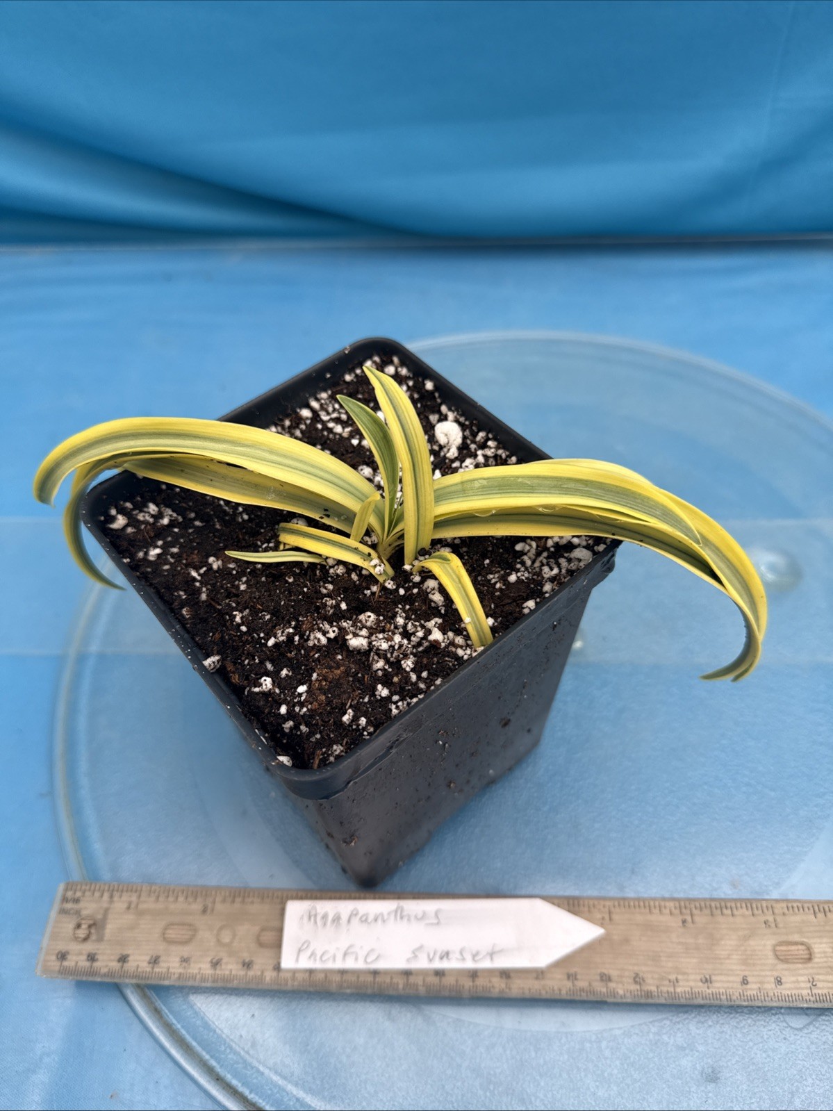 Agapanthus Variegated Miniature Plant Deep Blue Flowers 4.5” Pot Fresh Repot