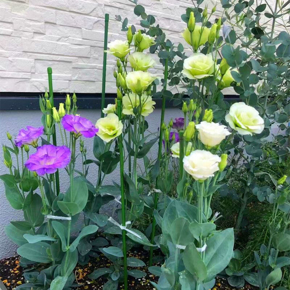 20 EXOTIC rare LISIANTHUS SEEDS for garden exotic flower plant beds USA SELLER