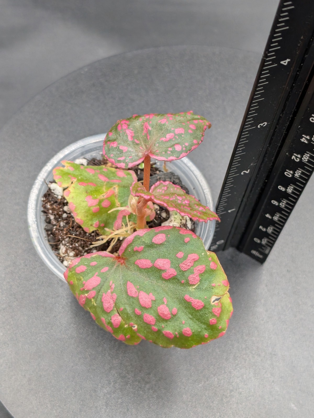 🦄Begonia Sp. Roseopunctata- SMALL, lightly Rooted- Terrarium, High Humidity