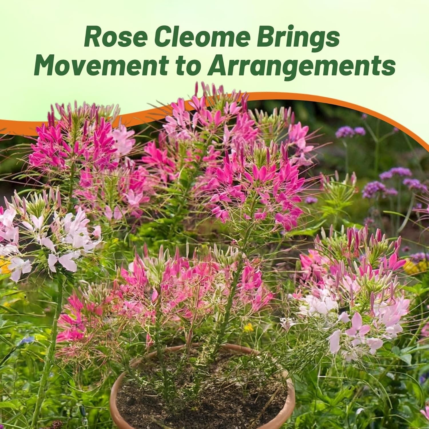 1000 Seeds Cleome Drought Tolerant Spider Flower Rose Queen Garden Plant