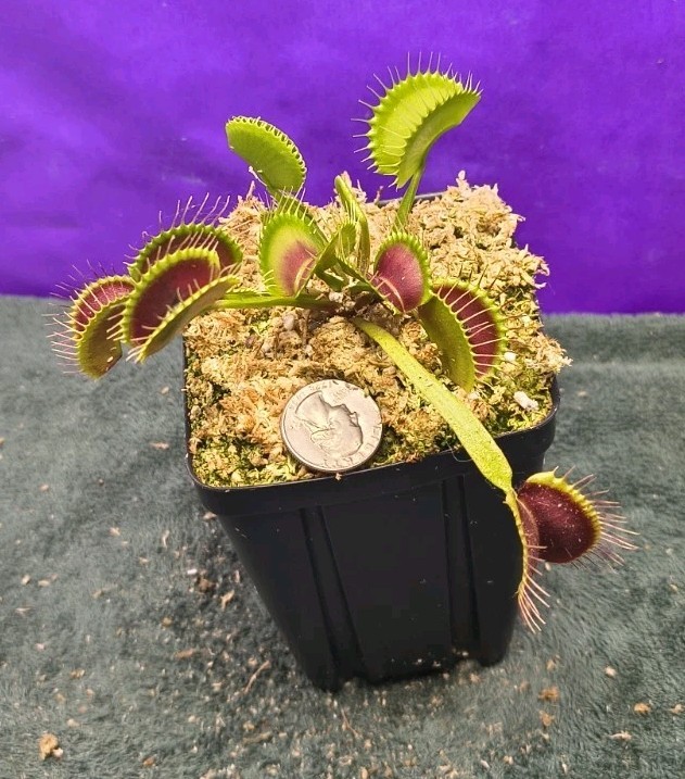Venus Flytrap SEED- GROWN Large Dark Red Traps Carnivorous Plant