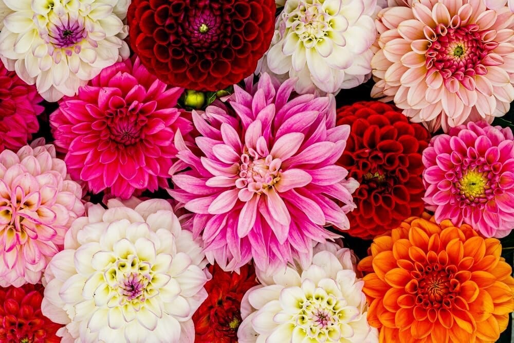 Mixed Dahlia Tubers for Planting – Grow Stunning Perennial Dahlia Flowers
