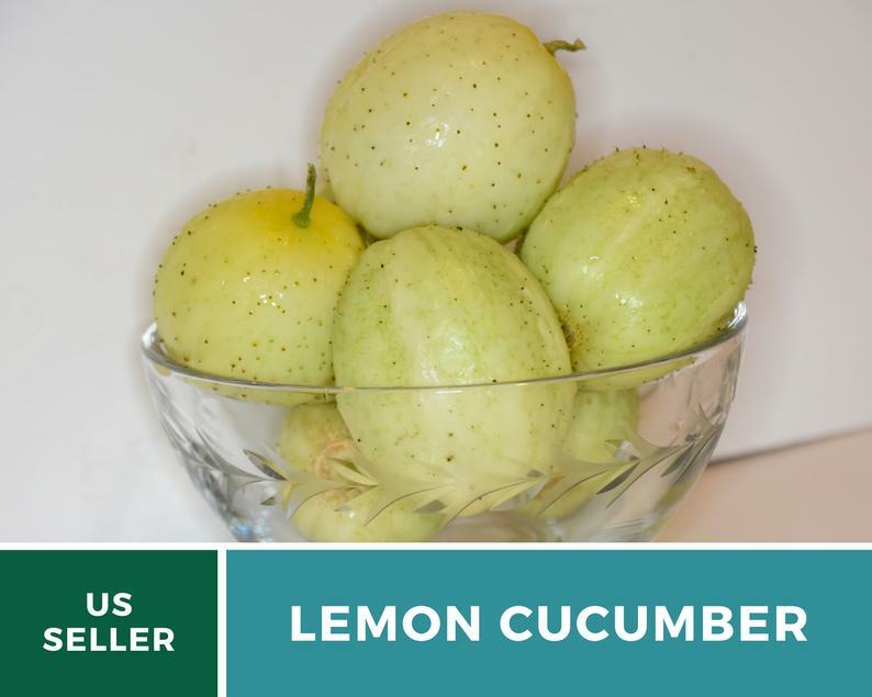 Cucumber, Lemon – 30 Seeds – Heirloom – GMO Free (Cucumis sativus)