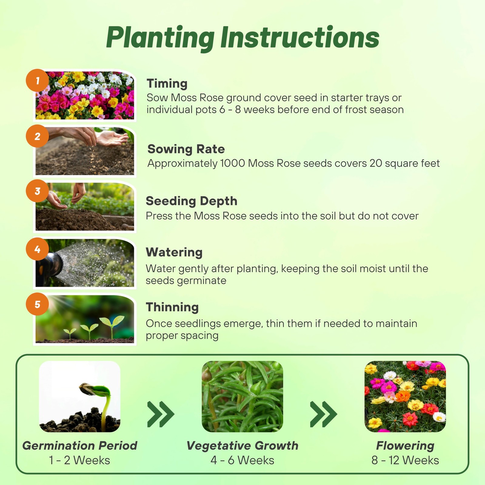 Mixed Moss Rose Seeds – 5000 Pcs Annual Drought Tolerant Ground Cover