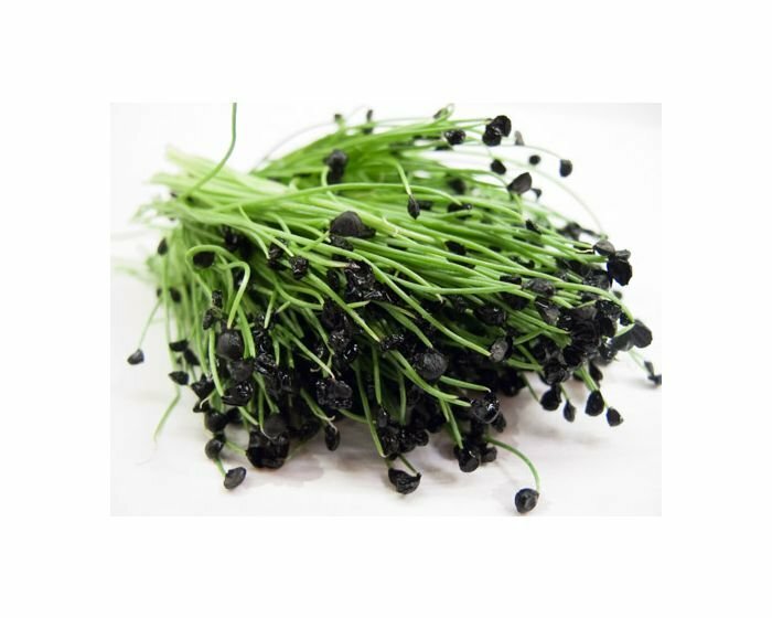 Garlic Chives Seeds – Heirlooms – Non GMO