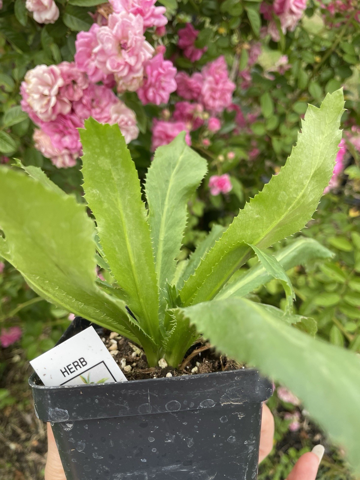 Culantro live plants 2-3 Plants Per Pot- Ngo Gai – Ship With 3.5 Inches Pot