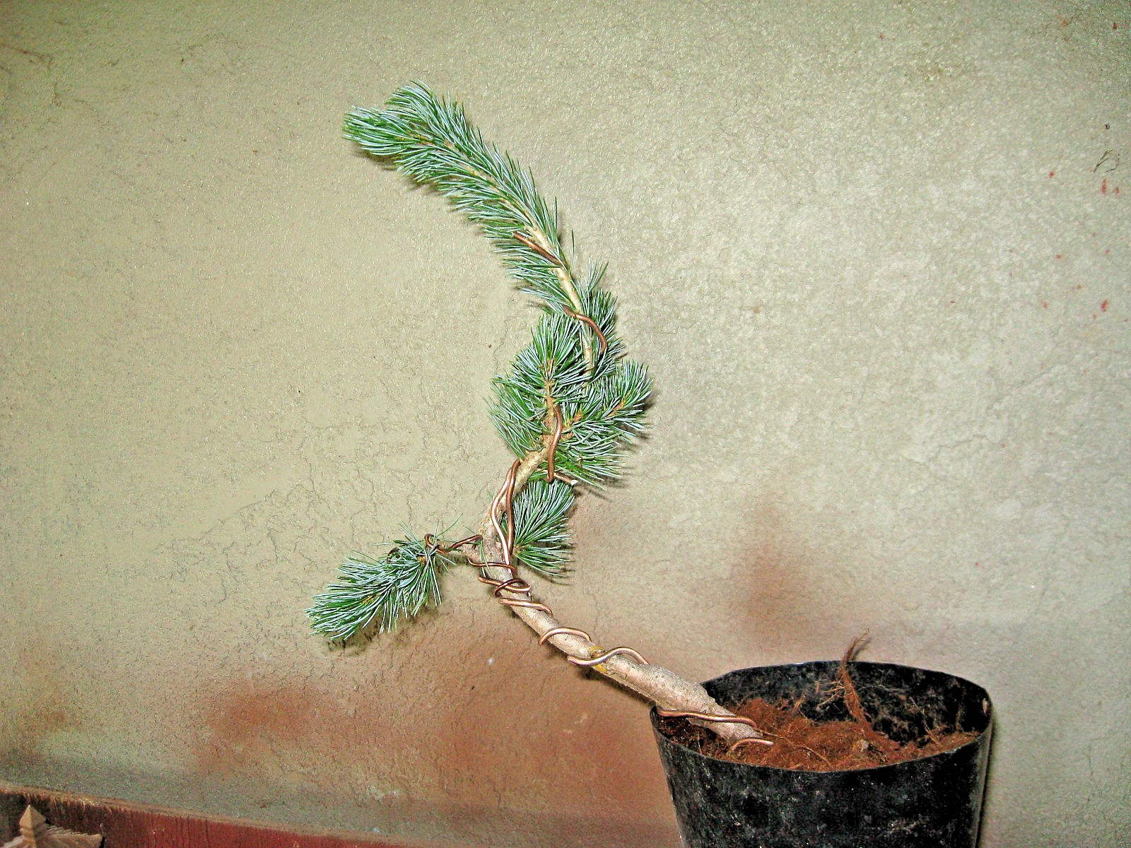 BONSAI JAPANESE WHITE PINE KORU