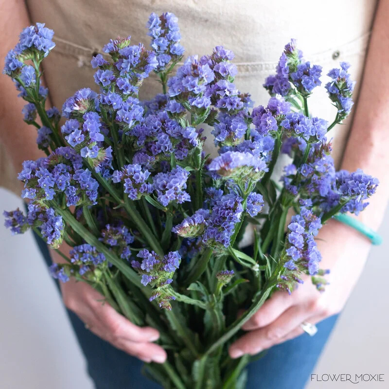 60 seeds STATICE BLUE Limonium Sinuatum Blue River