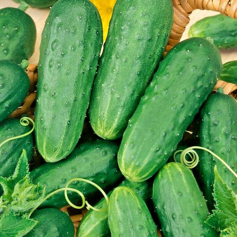 31+Homemade Pickles CUCUMBER Seeds Organic Summer Vegetable Garden Container