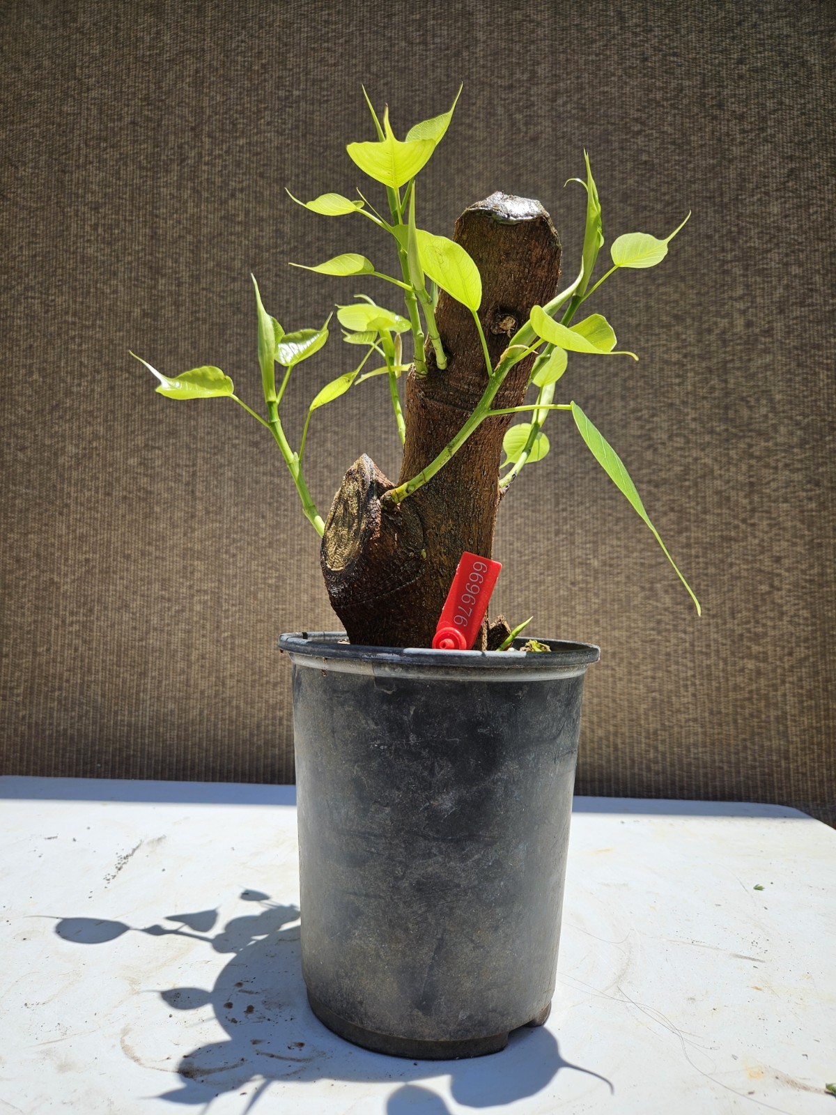 Ficus religiosa ( Sacred fig Cây Bồ Đề) Bonsai Tree,,,, sale