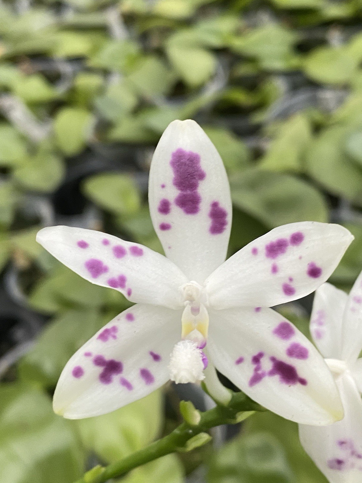 Original Phal Phalaenopsis species tetrapis-FRAGRANT