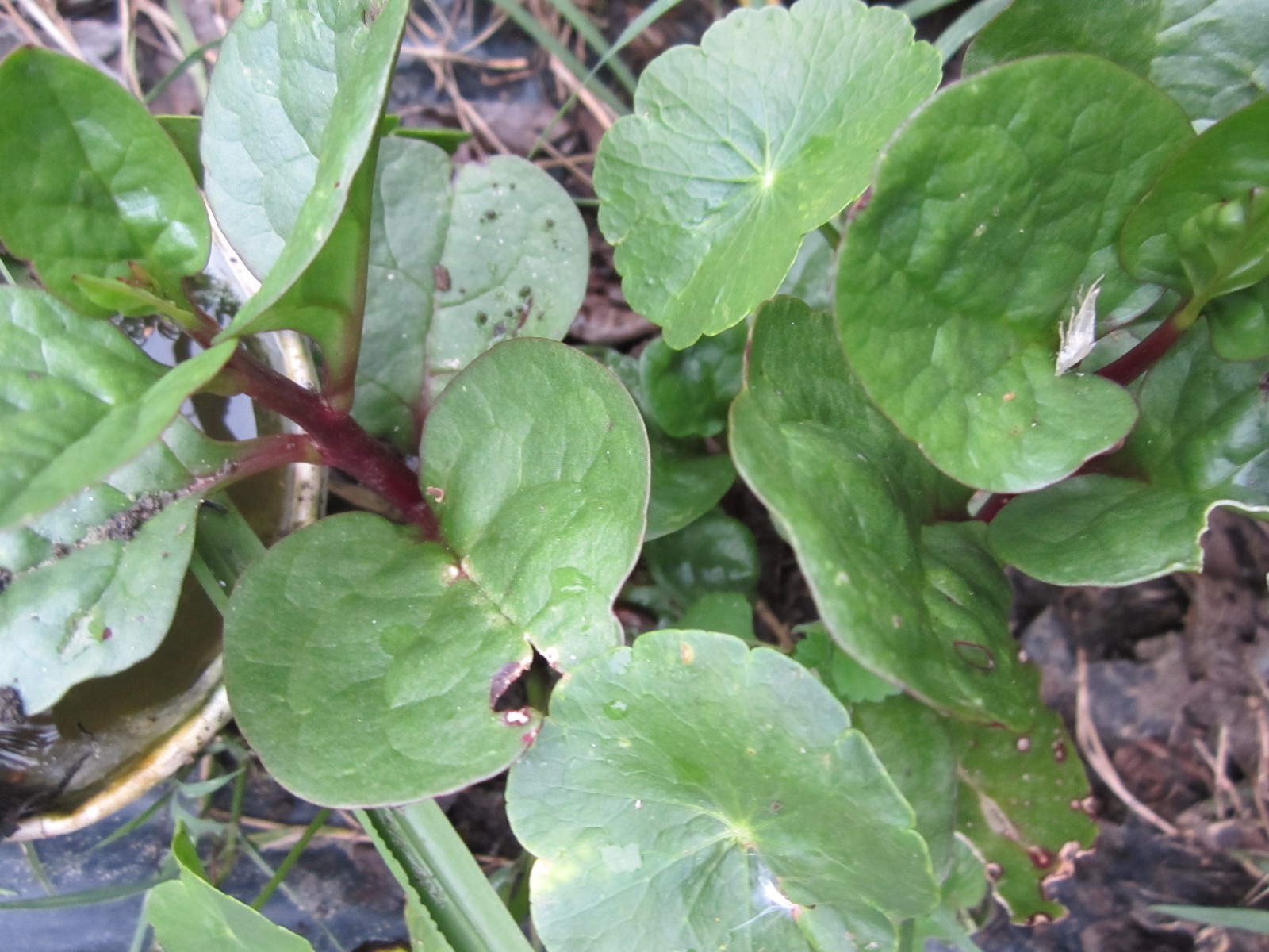 Malabar Spinach (red) no pot, no soil ( Lot Of 12 Small Plants, Size Varies )