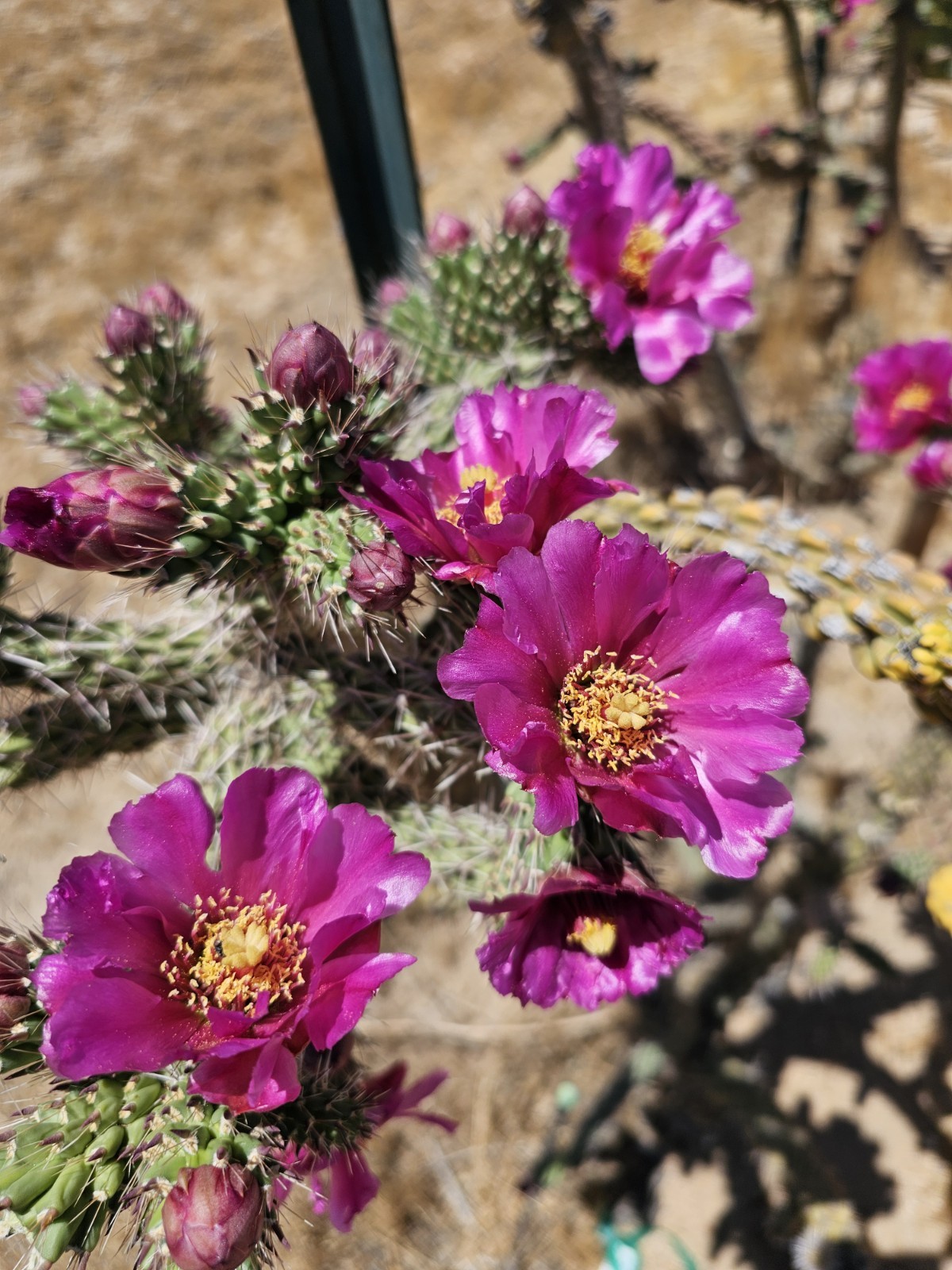 Cylindropuntia Imbricata sbs spinosior (Tree cholla), 3 cuttings 4-6”; 0F Hardy