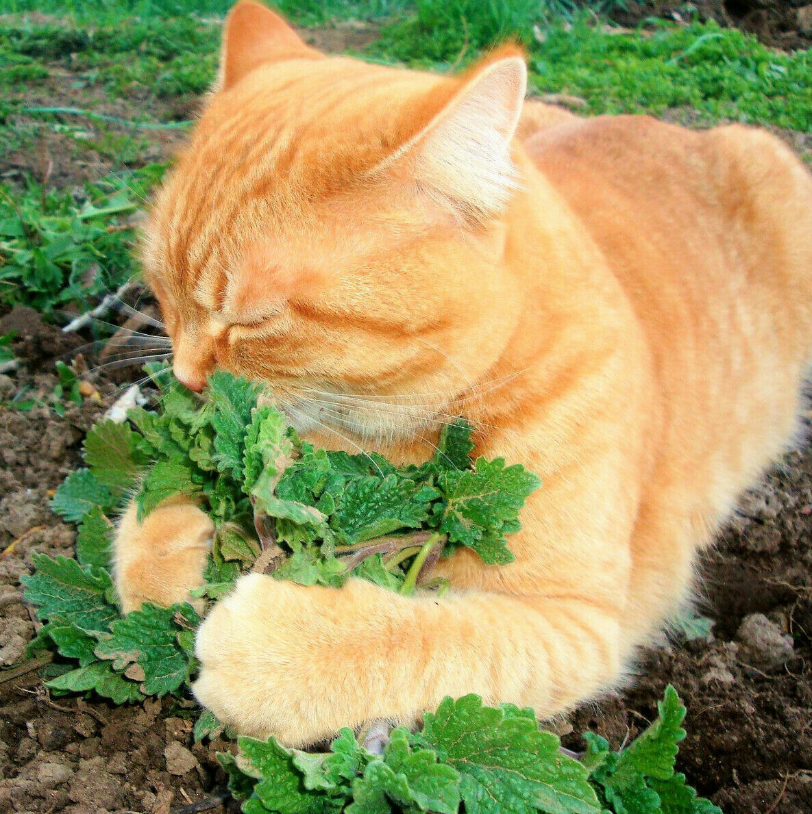 Fresh Catnip Seeds |For Planting Cat Toy Catnips Catmint Catswort Herb Seed 2024