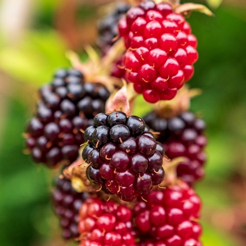 1 Boysenberry Thornless Starter Plug Fruit Plant