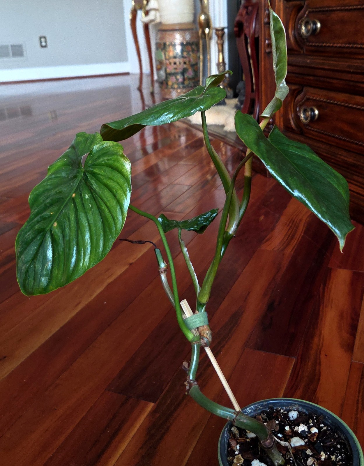 Rare Philodendron Sodiroi Aff X Verrucosum 21″ Tall Not Monstera Anthurium Aroid