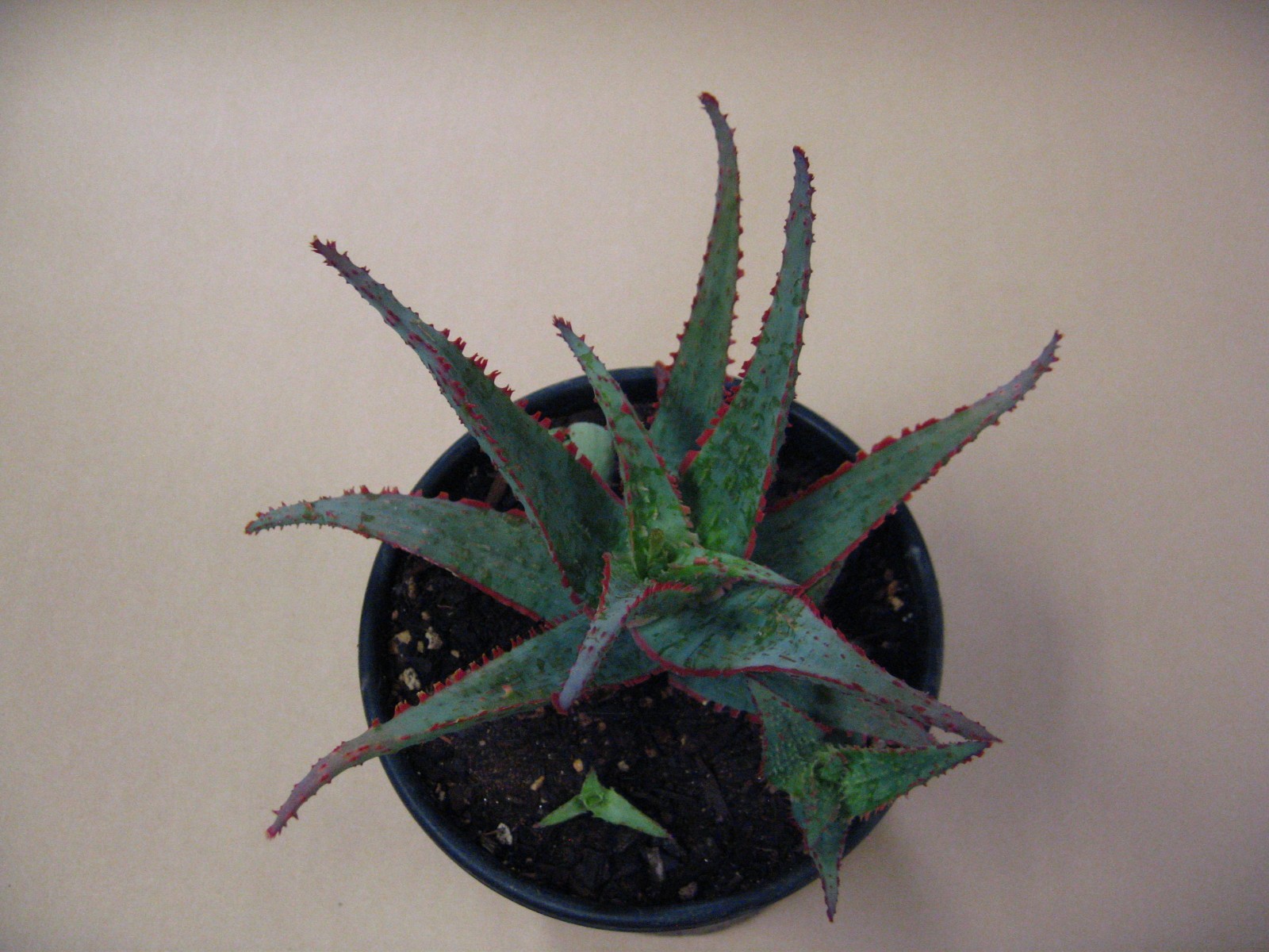 Aloe “Dracula’s Blood” Hybrid — Rare Succulent With 4 Offsets SUMMER SALE!!
