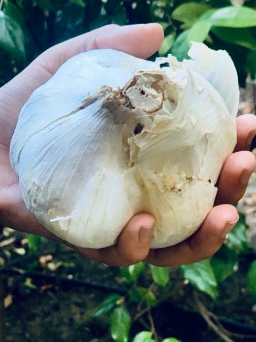 Elephant Garlic 2 huge bulbs fresh for planting eating and cooking, California