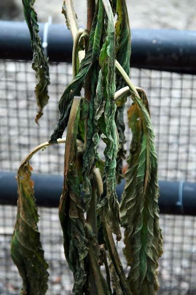 Lobelia inflata | Indian Tobacco | Puke Weed | 100 Seeds