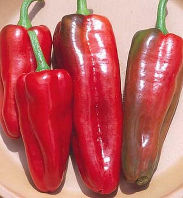 DELISH 5 tasty varieties sweet/hot pepper mix cooking garden seeds kit 40 seeds