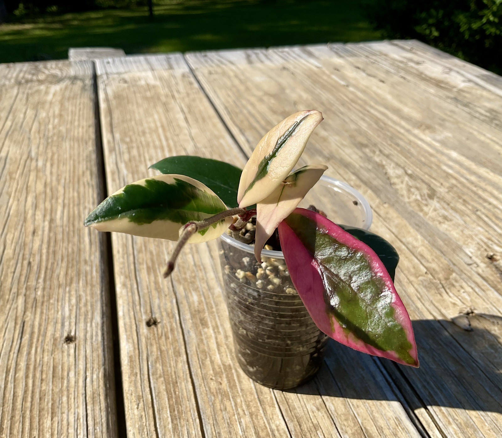 Hoya Flamingo Dream Plant In 3” Pot