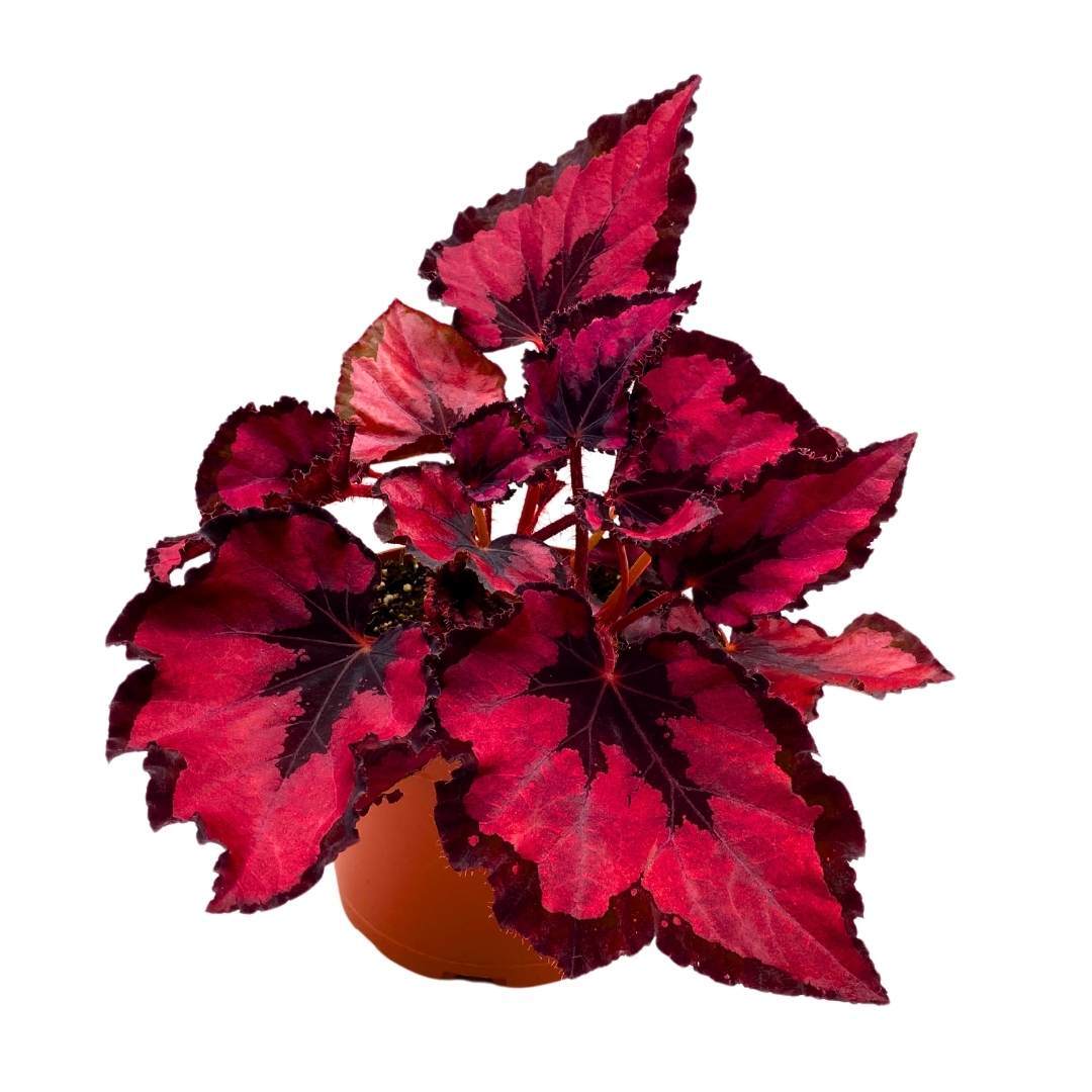 Harmony’s Red Robin Begonia Rex in a 6 inch Metallic Red Black Holographic