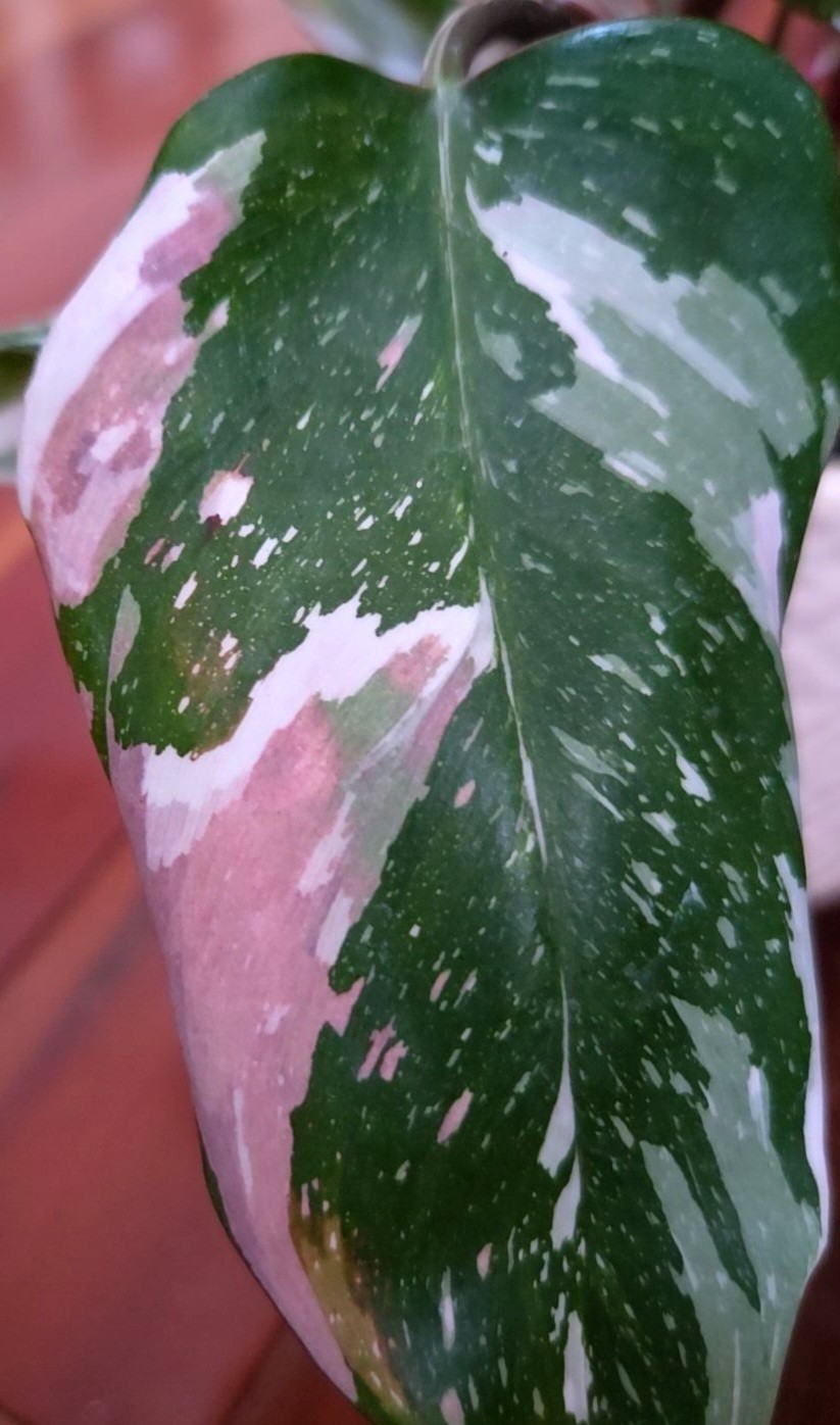 Rare Philodendron Scarlet Princess 16″ Tall Multi Branch Not Anthurium Monstera