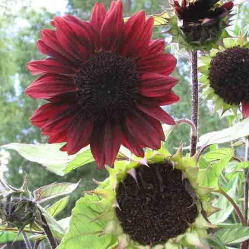 100+ SUNFLOWER RARE SEEDS MIX BEAUTIFUL FLOWERS BLOOMS MULTIPLE VARIETY GIANT US