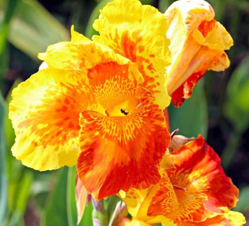 Beautiful King Humbert Canna Lily Rhizomes 2 Bulbs Ready to Plant