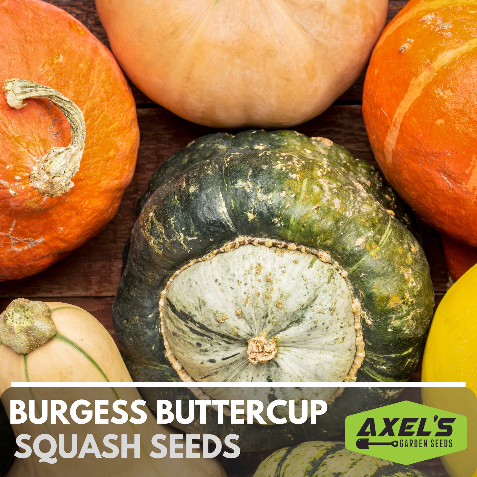 Winter Burgess Buttercup Squash Seeds | Heirloom Non-GMO | Fresh Vegetable Seeds