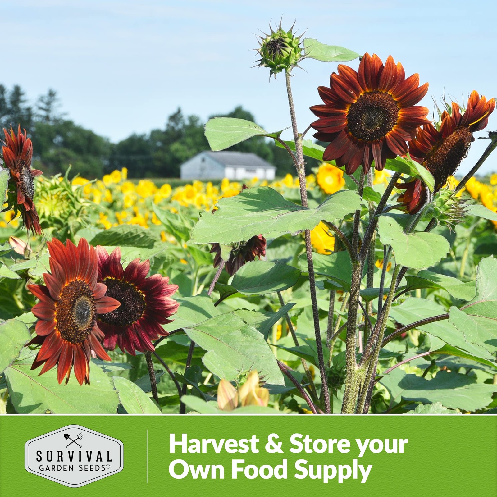 Chocolate Cherry Sunflower Seeds for Planting | Rare Burgundy Black burgundy