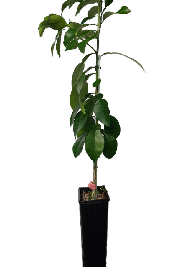 Live Ruby Red Grapefruit Tree – 4″x12″ Grower Pot – No Ship TX, FL, AZ, CA,LA,HI