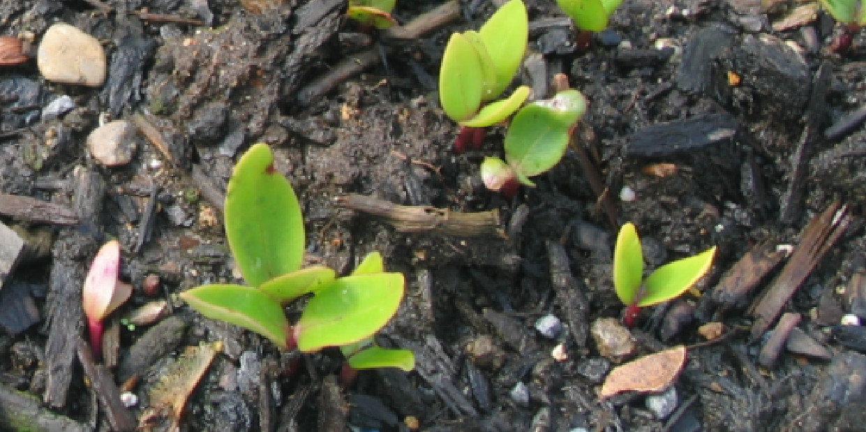 Malabar Spinach 100 Organic Seeds (red stem) Delicious Basella alba