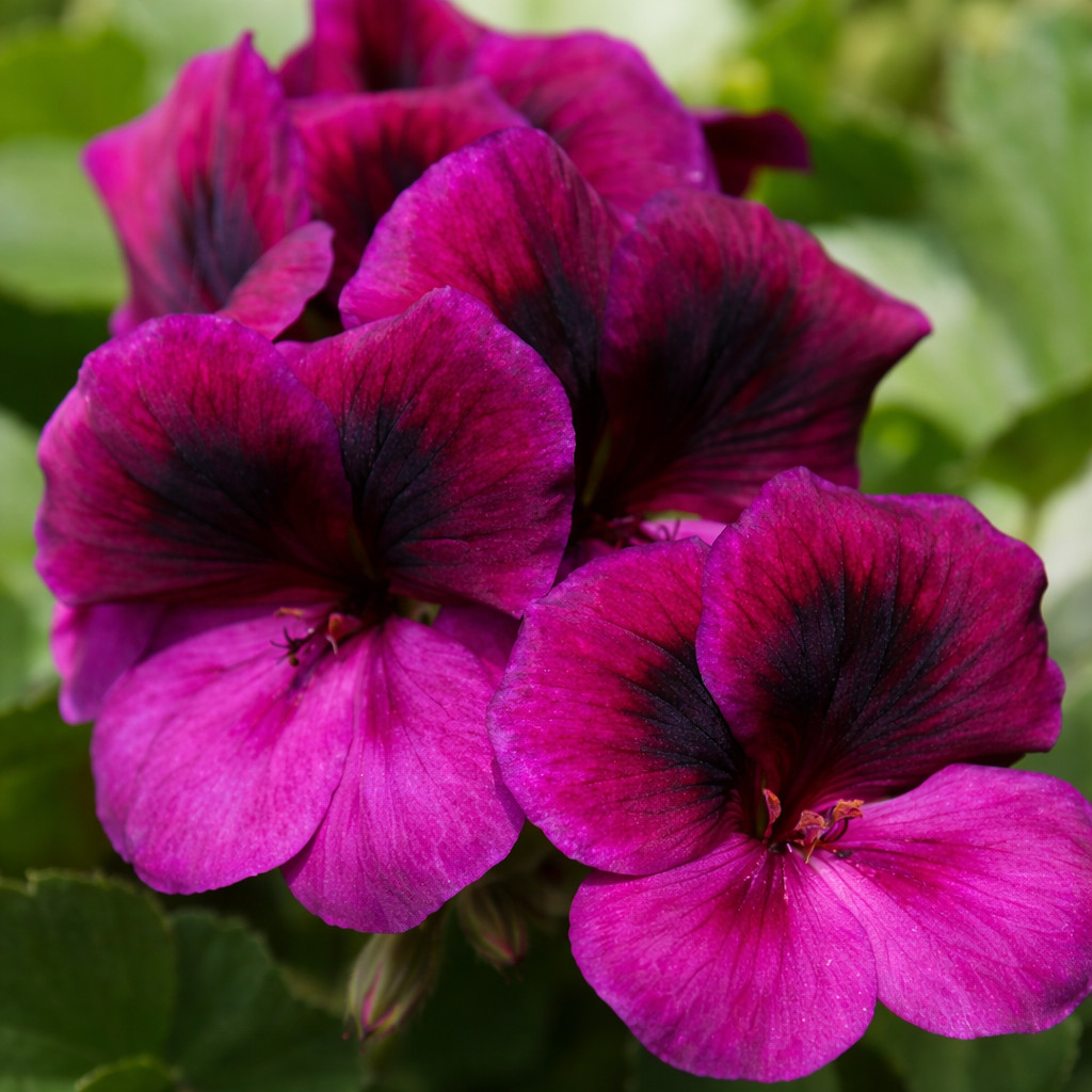 100+ Geranium Seeds -Berry Phantom- Fragrant – Fresh Flower Seeds Non GMO