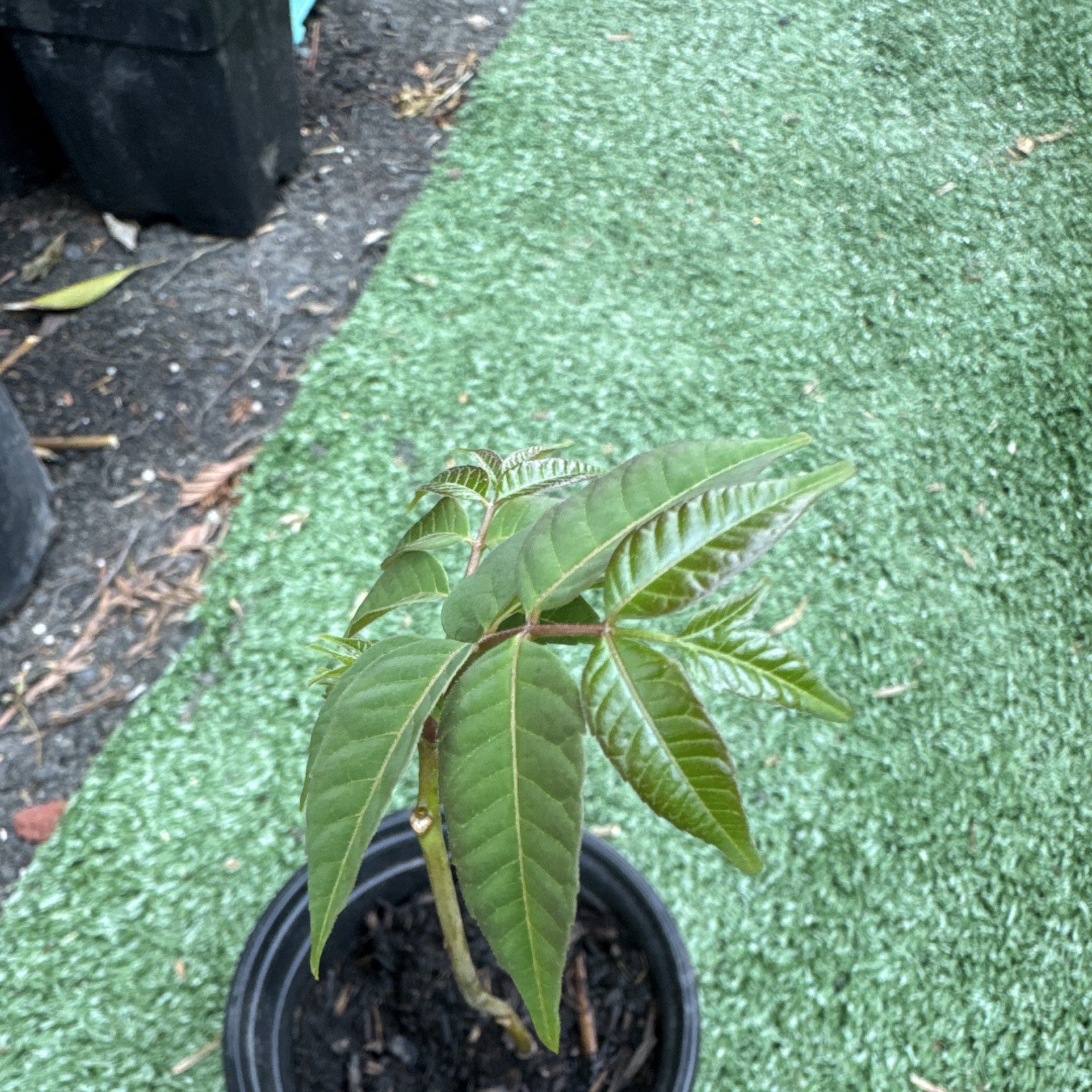 Chinese Toon Tree | Edible Toona sinensis, Fast Growing Asian Plant
