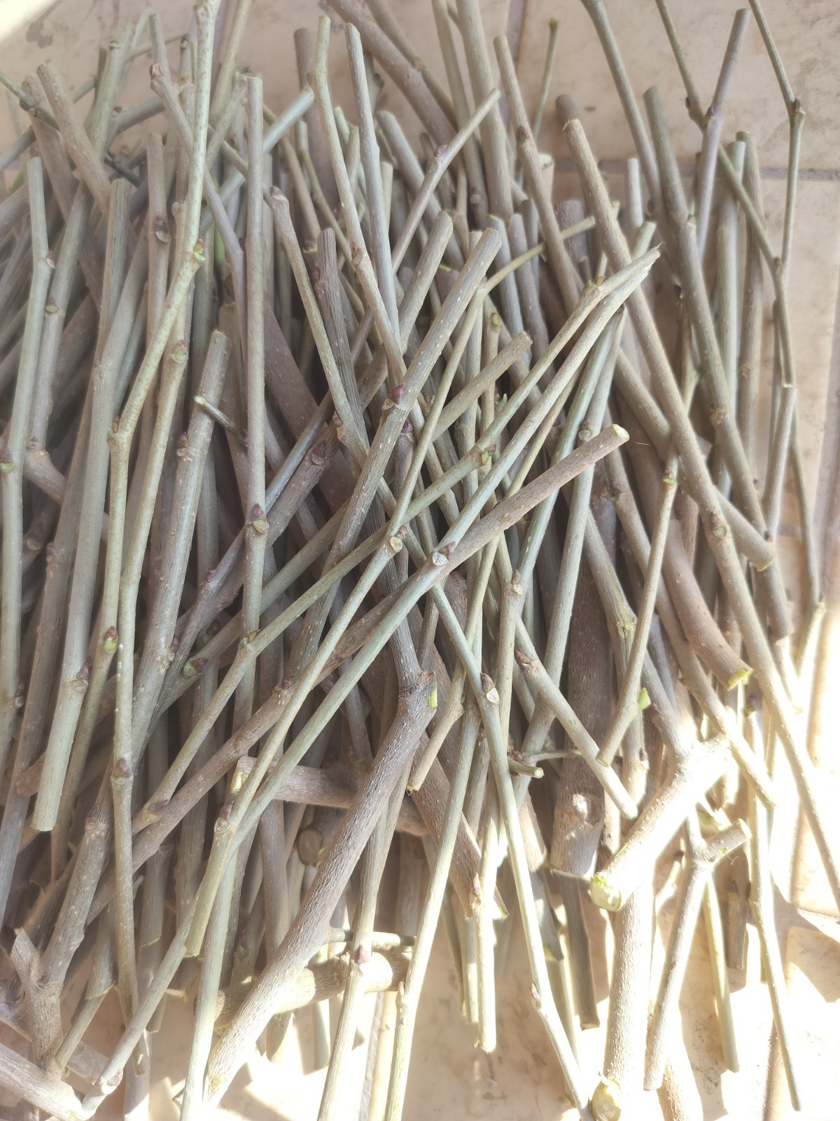 12 fresh cuttings / Scions of Shangri La Mulberry tree for rooting or grafting