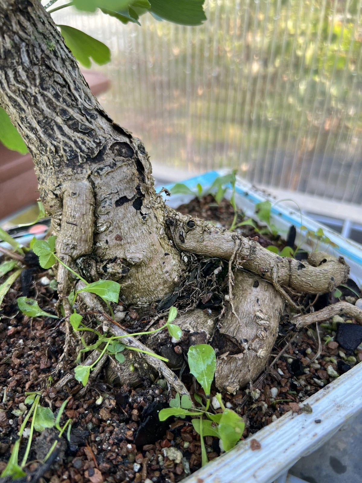 Old Ginkgo Biloba Bonsai Tre饿。 15” Tall 13 Years Old。 really Nice Movement