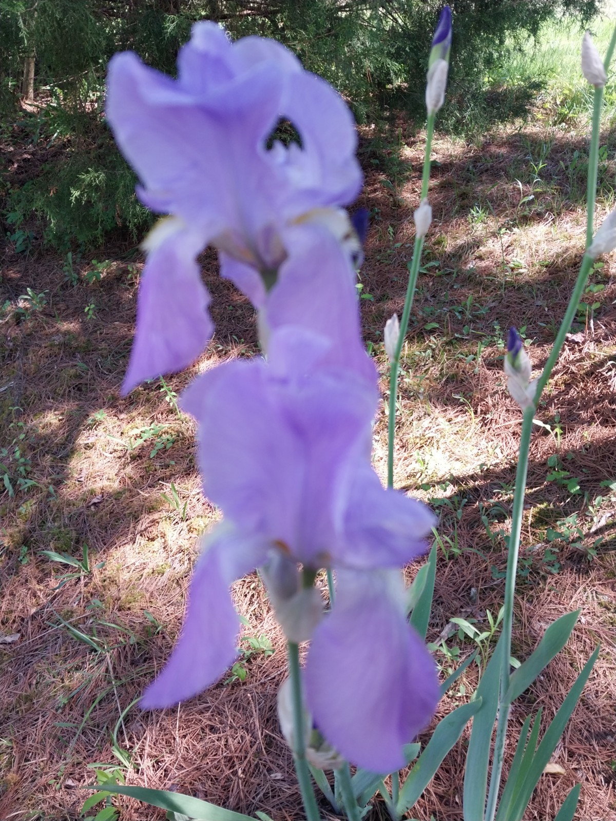 Purple Iris Bulbs 3 Pack