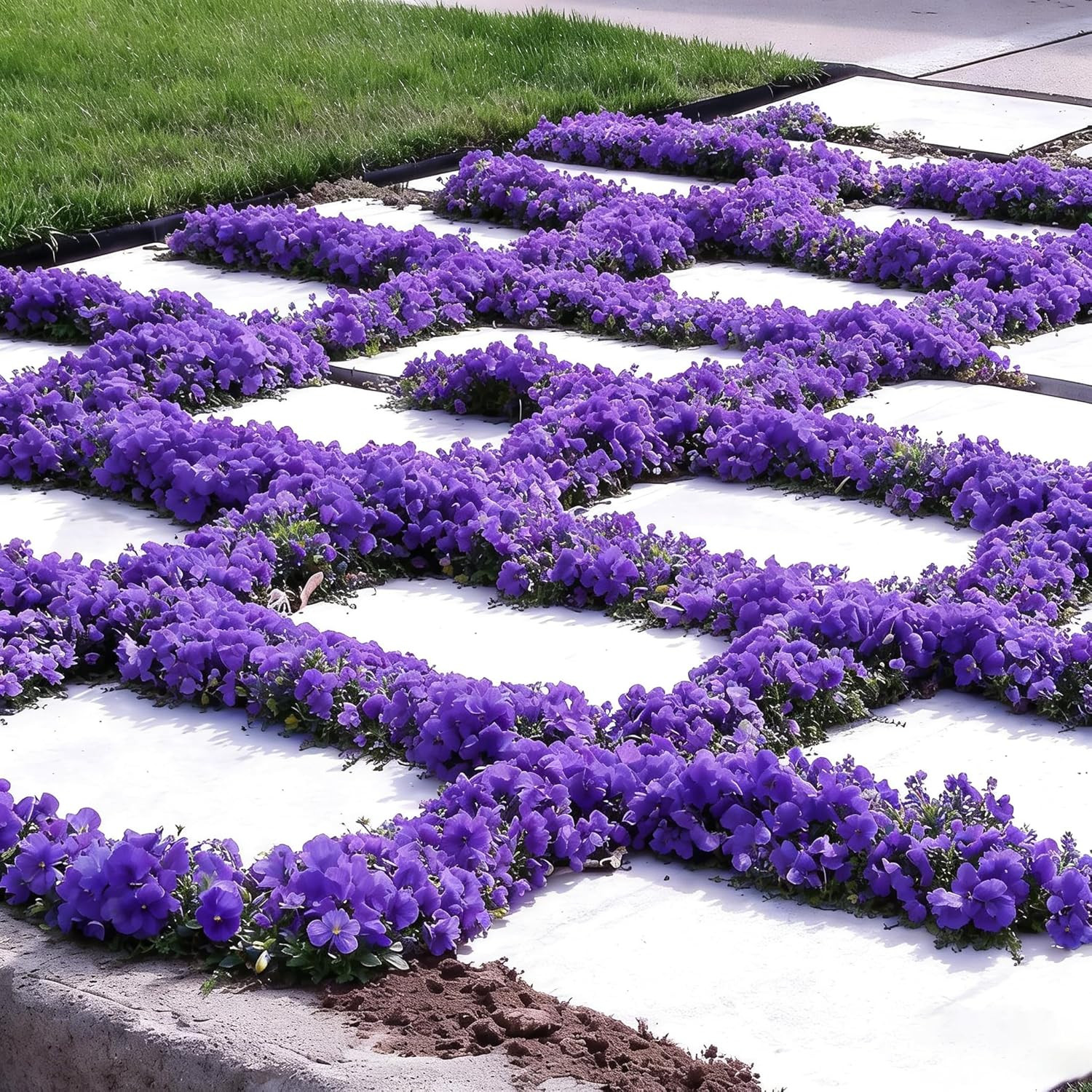 Creeping Magic Thyme Seeds for Planting, 19000+ Mixed Thymus Seeds, Perennial Co