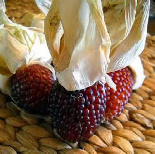 30 RED STRAWBERRY POPCORN SEEDS,Heirloom & NON-GMO Always Fresh Garden Seeds
