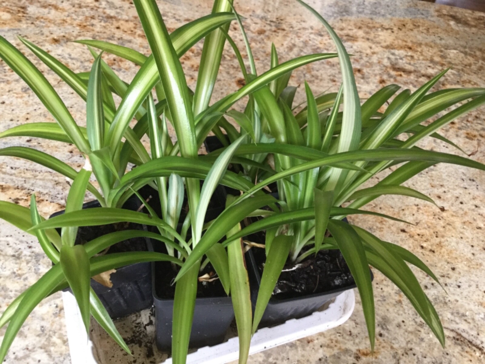 3 in. Spider Plants Chlorophytum comosum Golden Glow aka Hawaiian & variegated