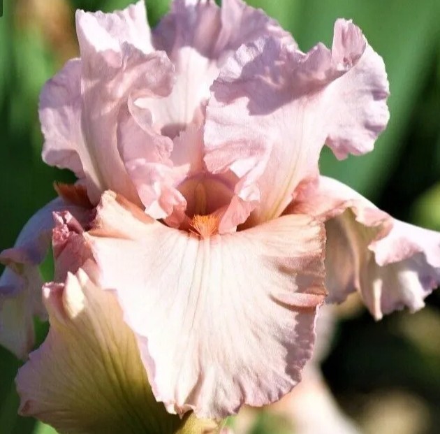 5 BEARDED IRIS RHIZOME Rooted Bulbs Freshly Harvested Perennial – Variety Mix