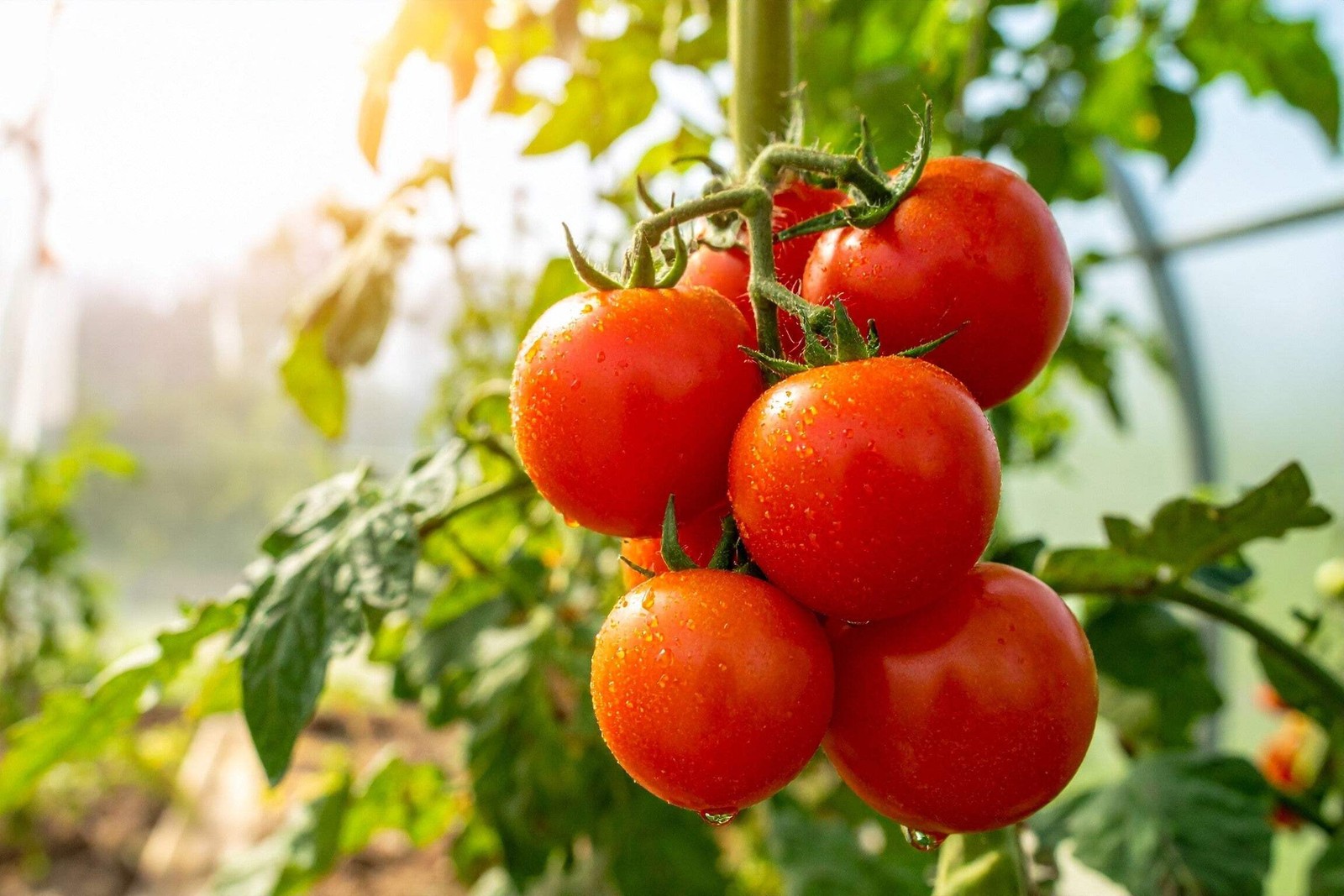 500 ACE 55 TOMATO Lycopersicon Lycopersicum Fruit Vegetable Seeds